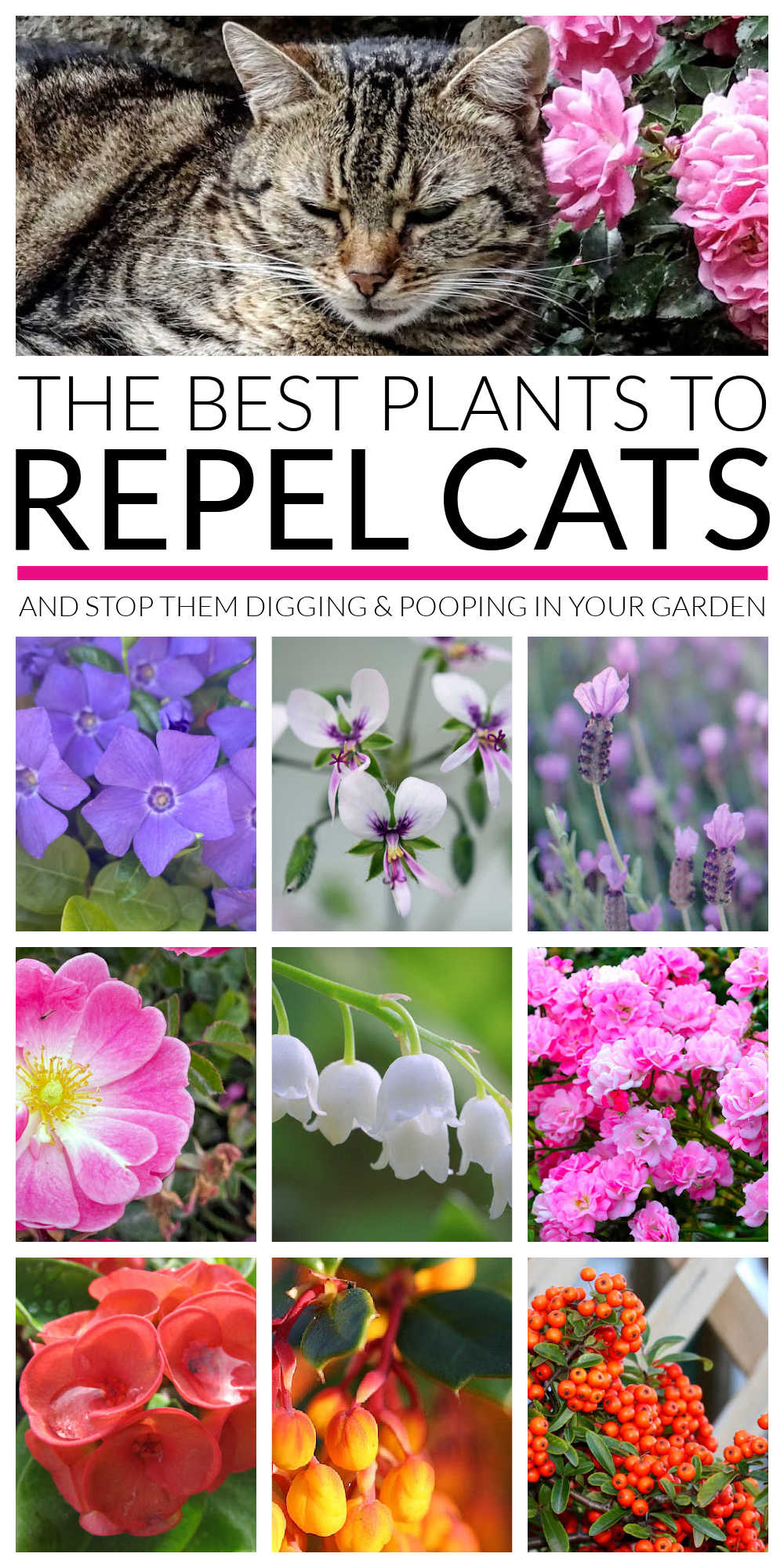 View of Cat Repellent Plants And Herbs