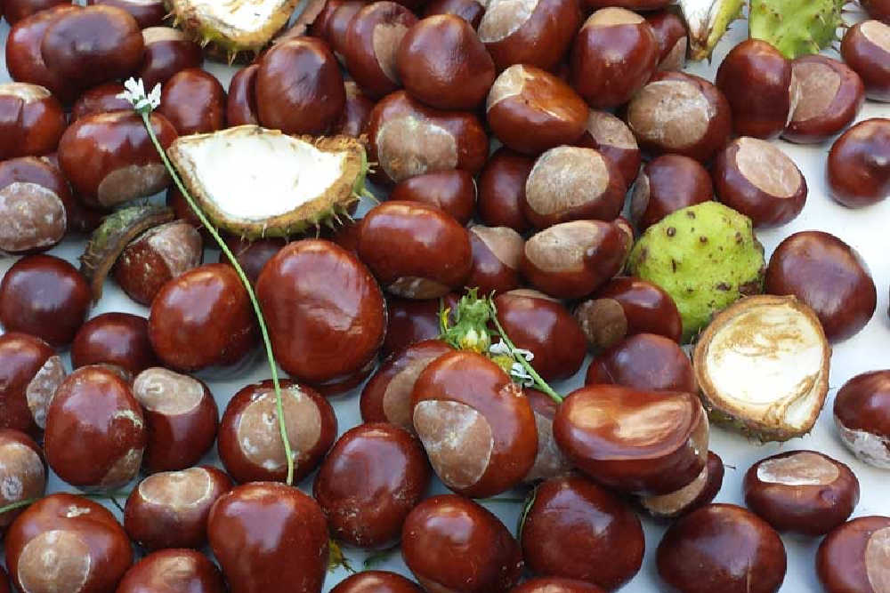 Fun Outdoor Activities With Kids - Collecting Conkers