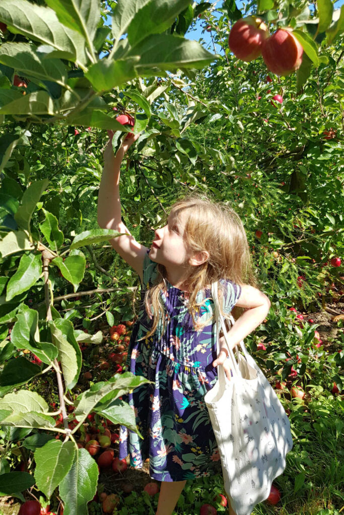 Fun Outdoor Activities With Kids Picking Apples