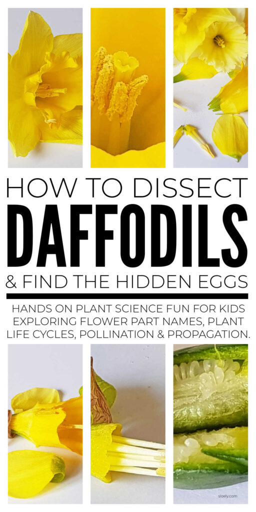 How To Dissect Daffodils Plant Science For Kids