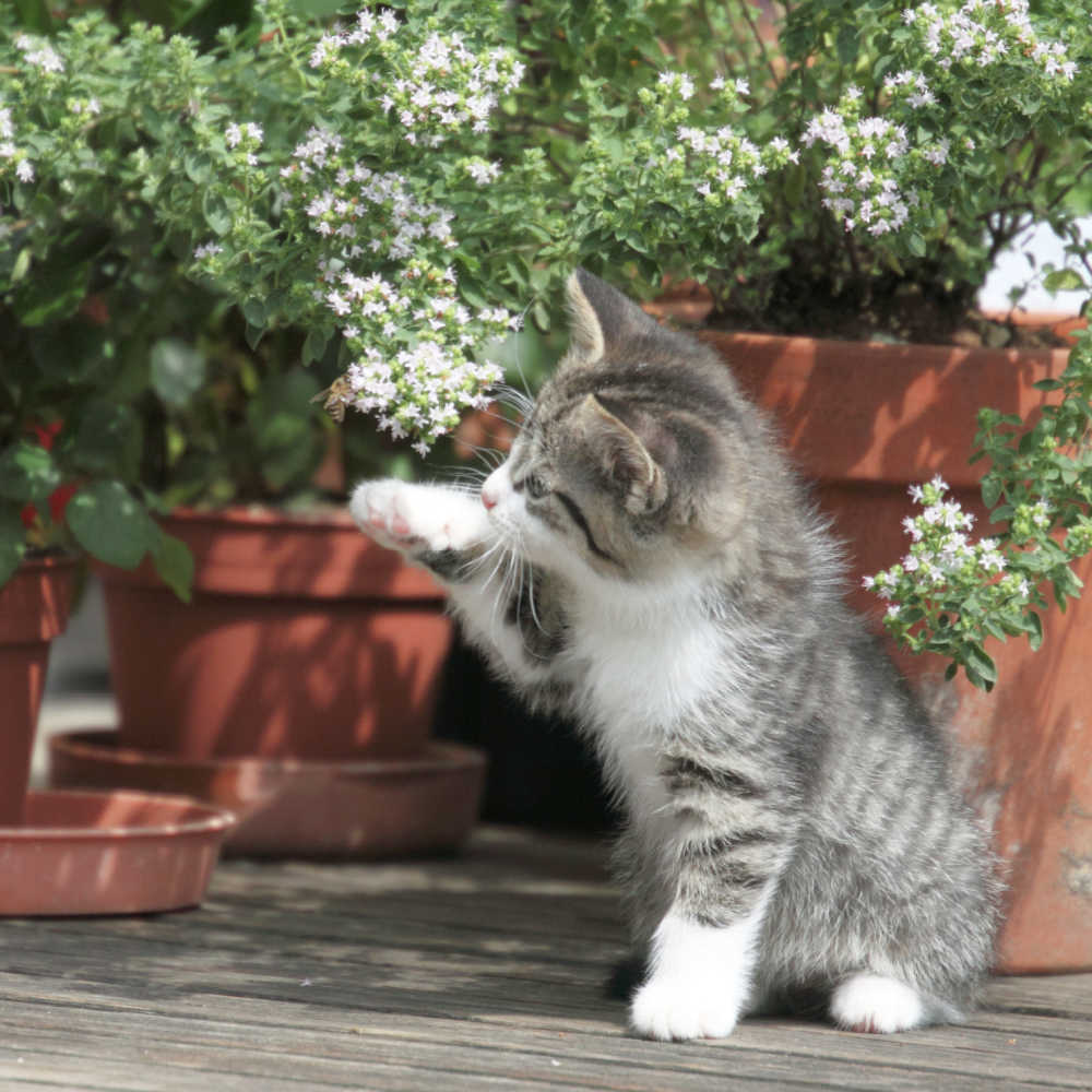 How To Stop Cats Digging Up And Pooping On Potted Plants