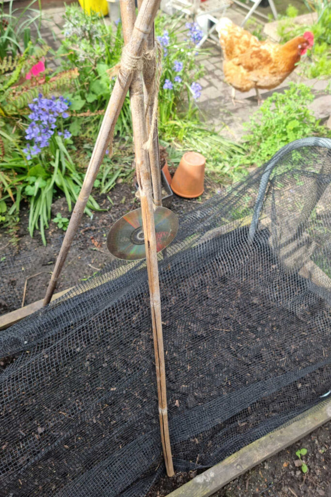 Keep Cats Off Vegetable Beds With Peastick Tripods