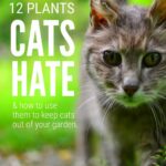 Plants Cats Hate
