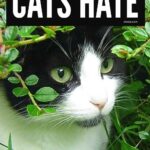 Plants That Cats Hate