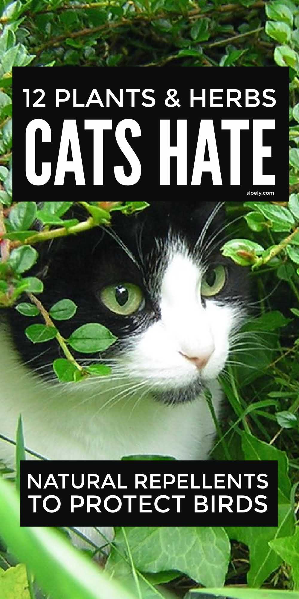 Illustration of Flea Repellent Plants For Cat Beds