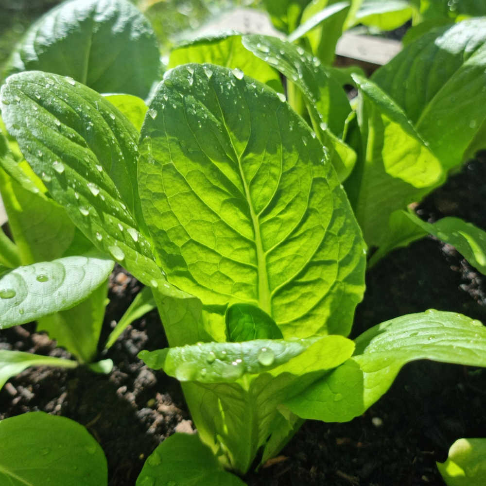 Quick Growing Vegetables To Grow With Kids