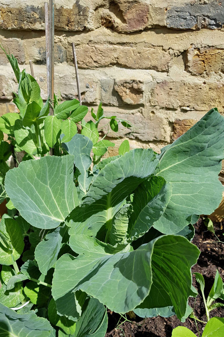 Growing Collard Greens From Stems And Seeds