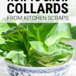 Collards grown from kitchen scraps in a bowl on a kitchen worktop