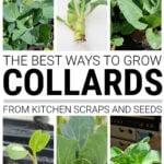 Collage of collard growing photographs