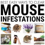 Collage of images about getting rid of mice