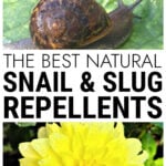 Snail on leaf and yellow dahlia