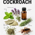 Infographic of best cockroach repellents