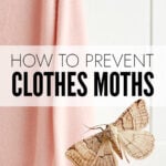 Pink sweater and clothes moth