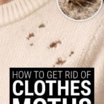 Moth eaten sweater with close up of a clothes moth