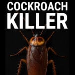 Cockroach on black background