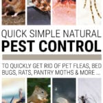 Collage of household pests