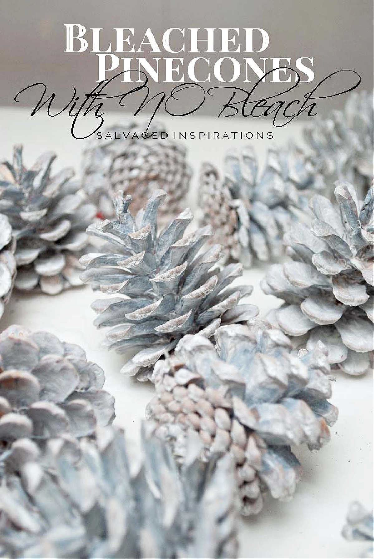 Bleached Christmas pine cones