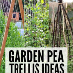 Collage of DIY garden pea trellis ideas