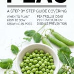 Freshly podded peas on white background