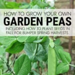 Garden peas including pea flowers and pea pods