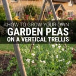 Peas growing on a trellis in a country cottage vegetable garden