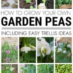 Collage of photos on how to grow garden peas