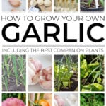 Collage of garlic growing images including garlic friendly companion plants