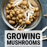 Clamshell mushrooms in a seive