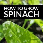 Young spinach leaves