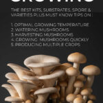 Mushrooms growing in tin bucket