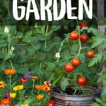 Small vegetable bed with tomatoes and flowers