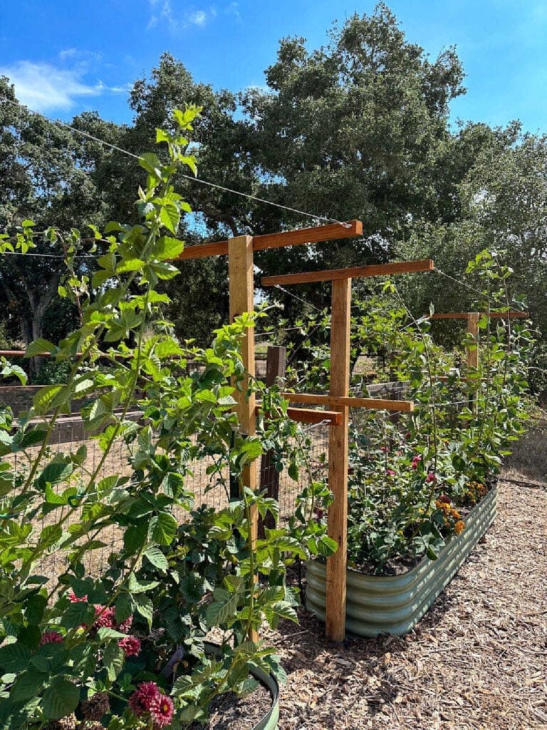 How To Grow Raspberries In A Small Space