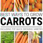 Collage of carrot growing photos