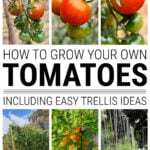 Collage of tomato growing images