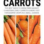 Collage of quick growing carrots