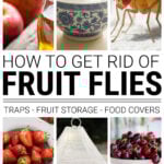 Collage of fruit fly, fruit and fruit fly trap
