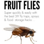 Fruit Fly