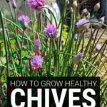 Chives growing in garden