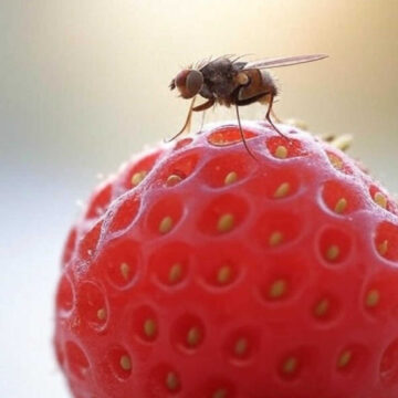 How to Get Rid of Fruit Flies Fast, According to Experts