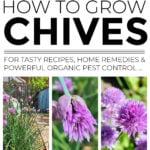 Collage of chive flowers and plants