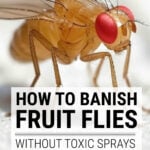 Close up of a fruit fly