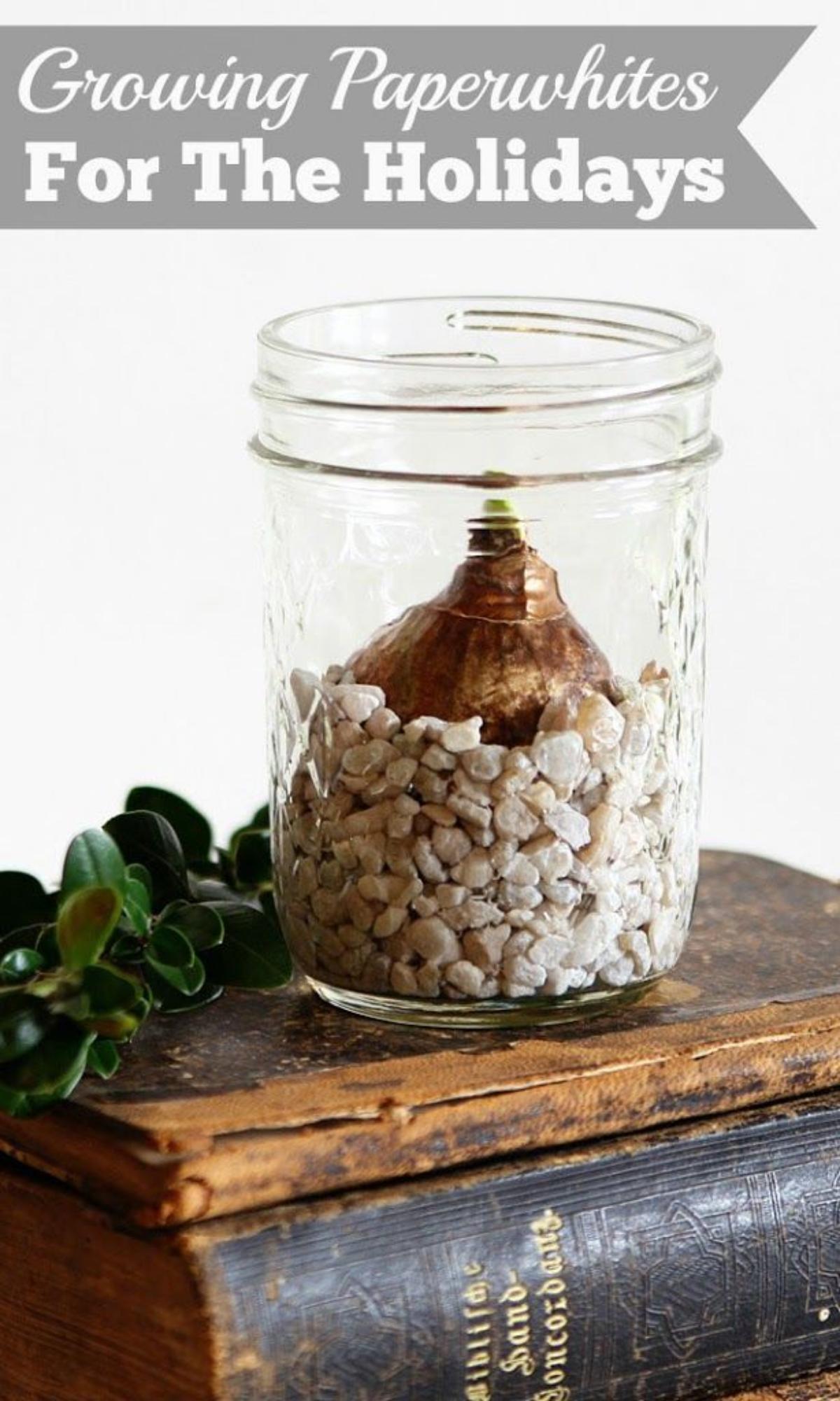 Forced Paperwhite Mason Jar