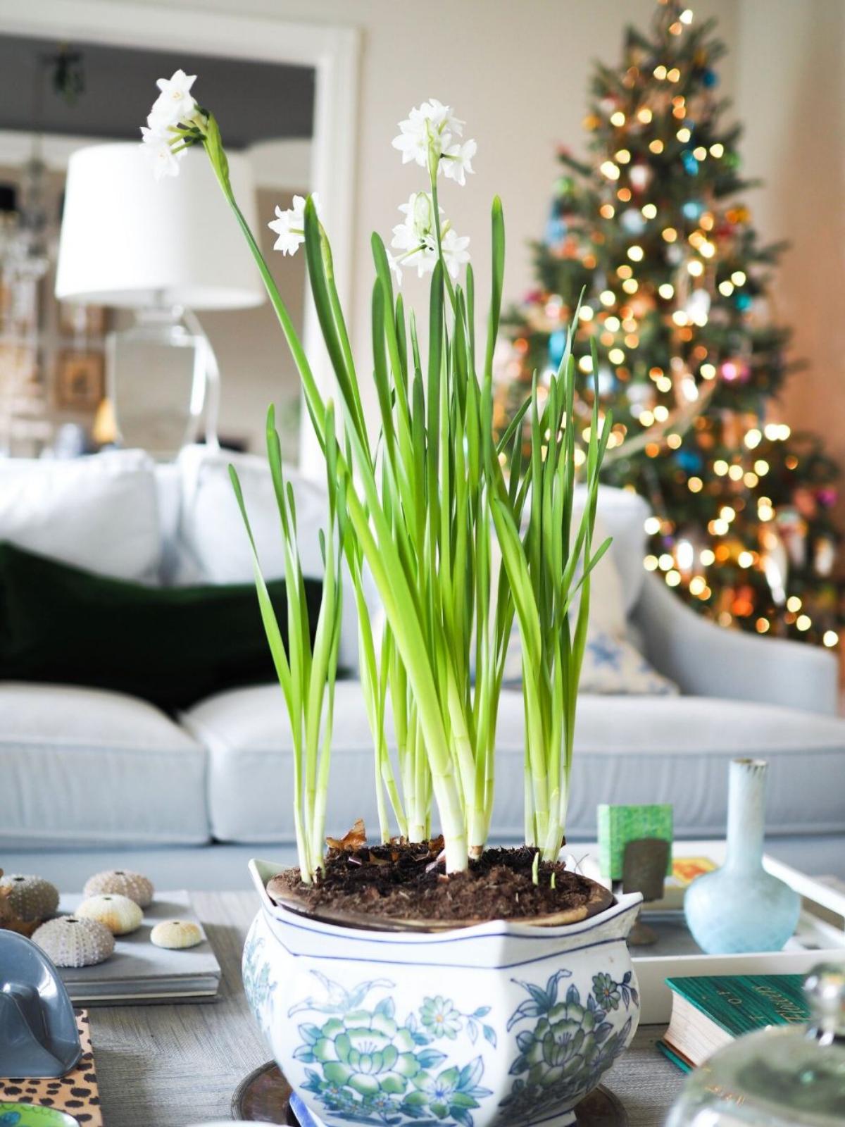 Forcing Paper Whites Indoors