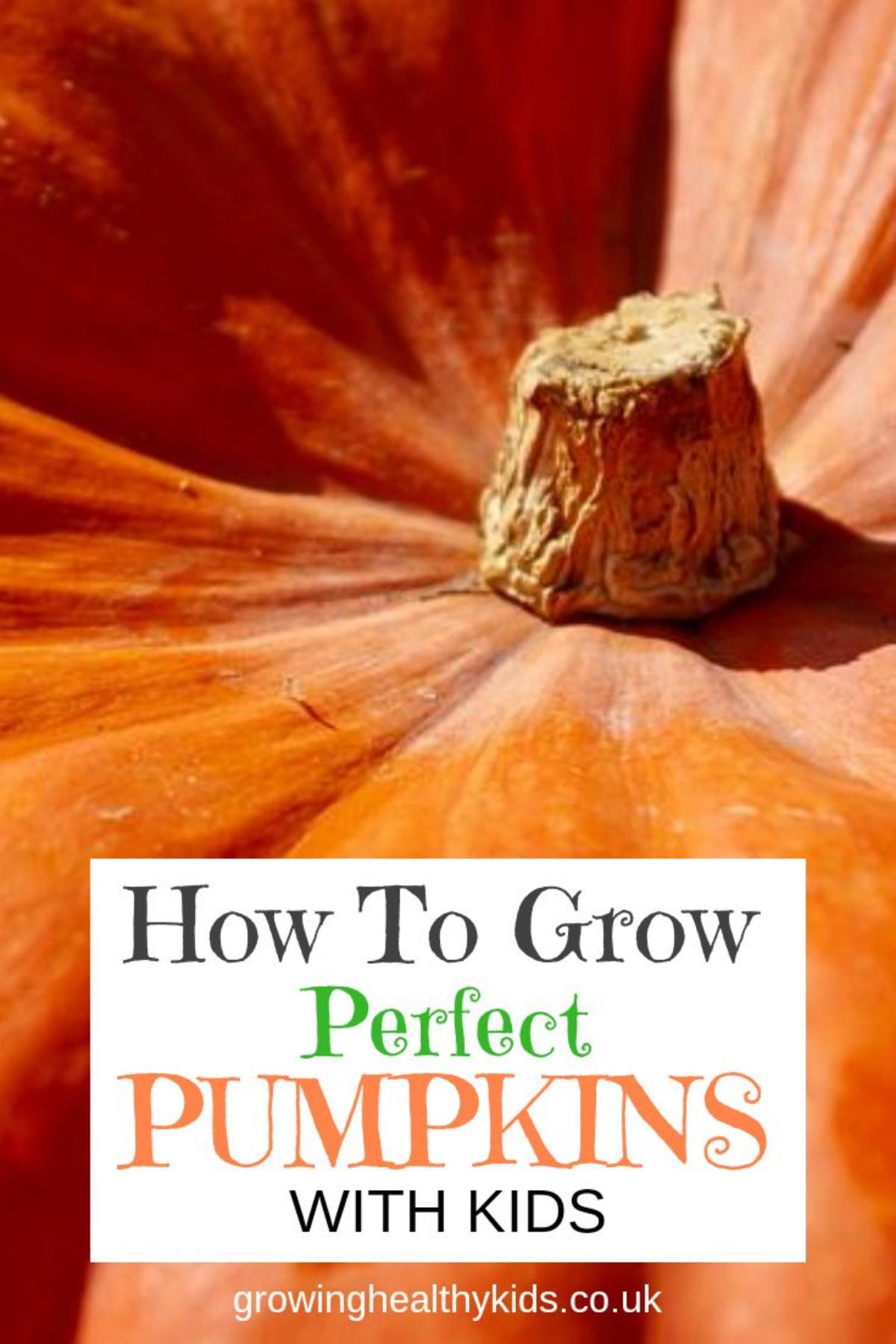 Pumpkin Growing Kit
