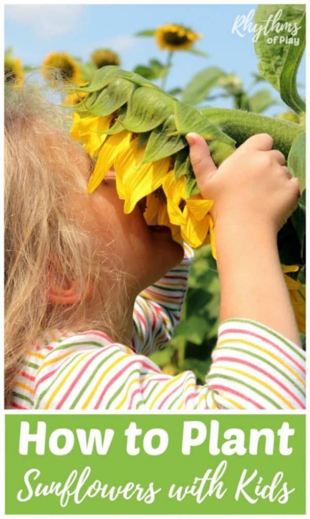 Sunflower Planting Kit