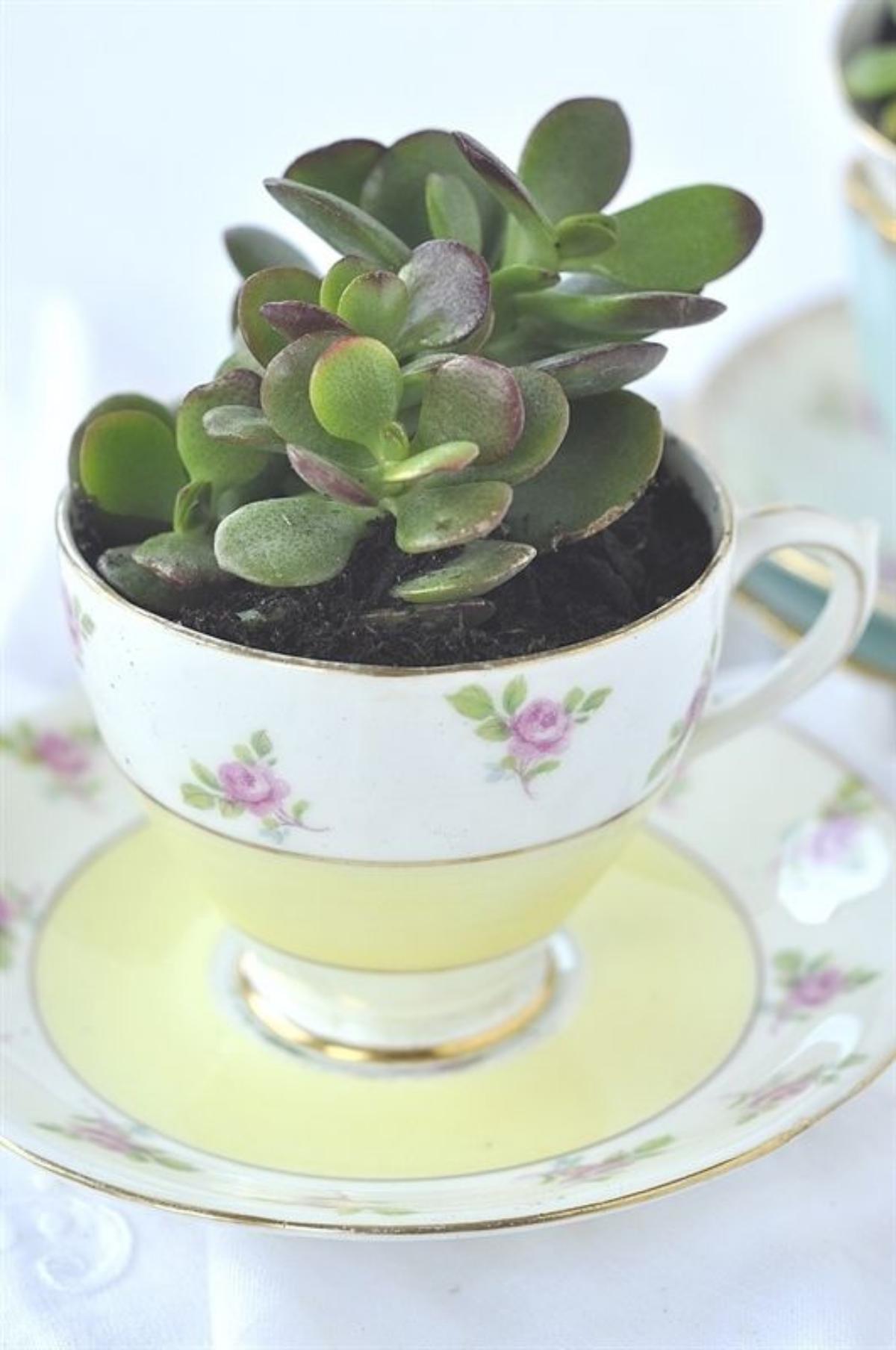 Tea Cups Succulents