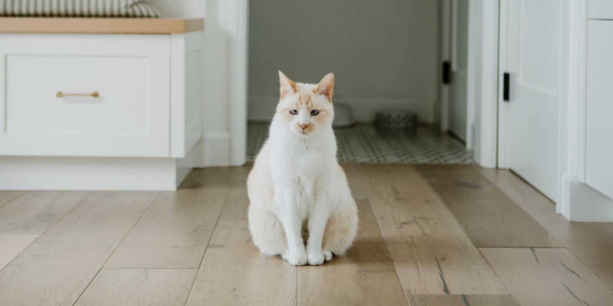 Cat sitting on kitchen floor