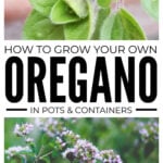 Collage of oregano pictures