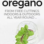 Oregano Cutting In Glass Of Water