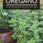 Oregano growing in a terracotta pot